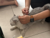 Tiêm Vaccine phòng dại