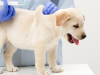 Vaccine phòng bệnh Parvo