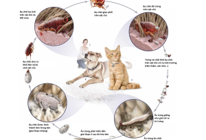 Phác đồ điều trị chuyên nghiệp