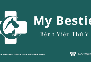 BÁC SĨ THÚ Y UY TÍN TẠI BỆNH VIỆN MY BESTIE THỦ DẦU MỘT