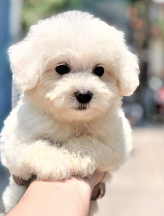 Chị Thanh Trúc – Chủ bé Poodle “Kem”