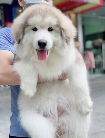 Anh Tuấn Anh – Chủ chó Alaska tên Bò Sữa