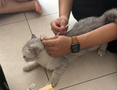 Tiêm Vaccine phòng dại
