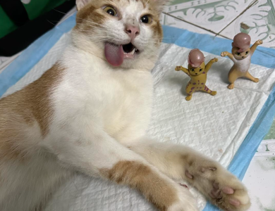 Triệt sản mèo