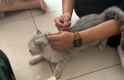 Tiêm Vaccine phòng dại