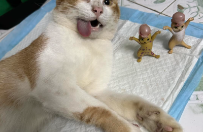 Triệt sản mèo