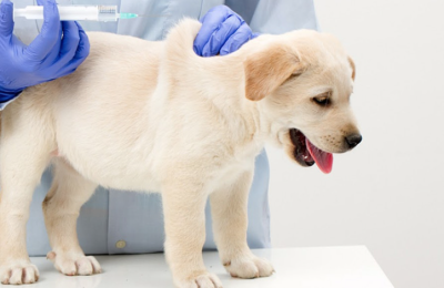 Vaccine phòng bệnh Parvo