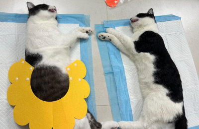 Triệt sản chó mèo uy tín Thủ Dầu Một