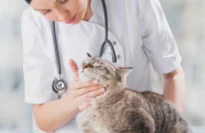BỆNH VIỆN THÚ Y THỦ DẦU MỘT | THÚ Y Ở THỦ DẦU MỘT | THÚ Y THỦ DẦU MỘT – Top 5 lý do nên chọn My Bestie thay vì phòng khám nhỏ lẻ
