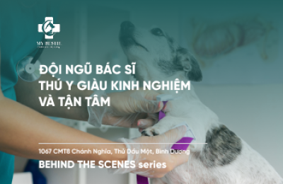 Đội Ngũ Bác Sĩ Thú Y Giàu Kinh Nghiệm Và Tận Tâm
