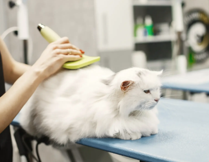 Grooming Spa