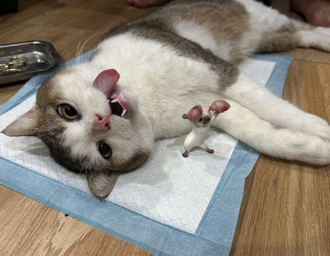 Triệt sản chó mèo